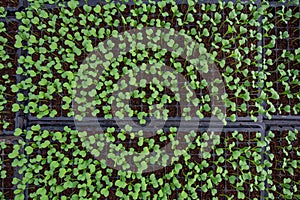 Small seedlings of lettuce in cultivation tray