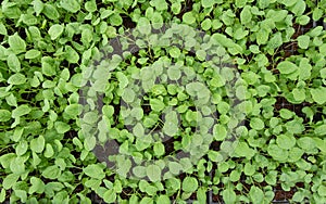 Small seedlings of lettuce in cultivation tray