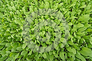 Small seedlings of lettuce in cultivation tray