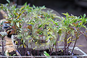 Small seedlings of lettuce growing in cultivation tray