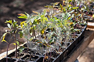 Small seedlings of lettuce growing in cultivation tray