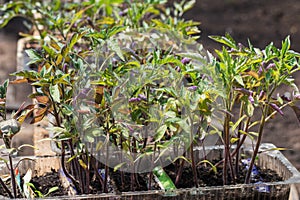 Small seedlings of lettuce growing in cultivation tray