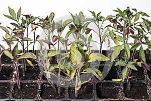 Small seedlings of lettuce growing in cultivation tray