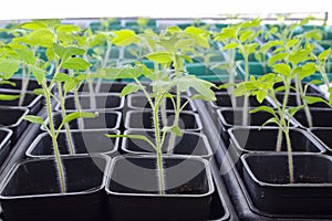 Small seedlings of lettuce growing in cultivation tray