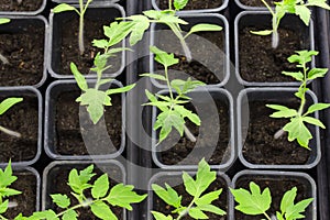 Small seedlings of lettuce growing in cultivation tray