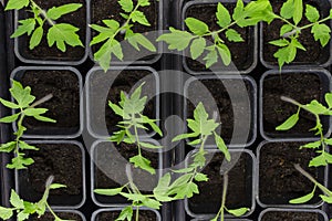 Small seedlings of lettuce growing in cultivation tray