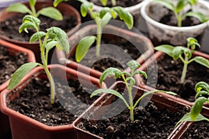 Small seedlings of lettuce growing in cultivation tray