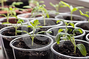 Small seedlings of lettuce growing in cultivation tray