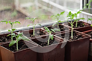 Small seedlings of lettuce growing in cultivation tray