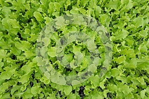 Small seedlings or oak leaf salad vegetable growing in cultivation tray
