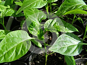 Small seedlings of peppers - close