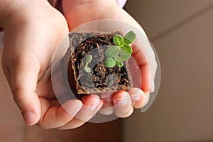 Small seedlings of sunflower plant, latin name Helianthus Annuus, growing from cardboard rooting pot, held in hands