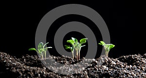 Small seedlings of vegetables