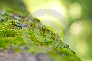 Small seeds of moss