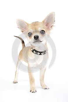 Small self-confident Chihuahua puppy portrait