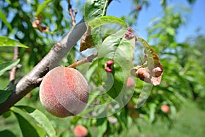 Small semi-ripe red peach on the tree infected with leaf curl infection