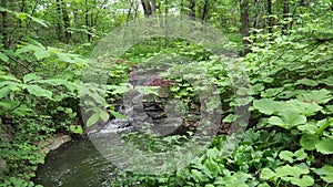 Small serene creek waterfalls in the woods - peace