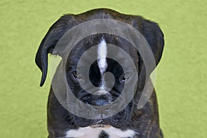 Small serious black with white spot on nose bridge Boxer puppy on green background.