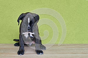 Small serious black with white spot on nose bridge Boxer puppy on green background.