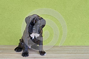 Small serious black with white spot on nose bridge Boxer puppy on green background.