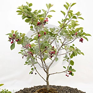 Small Serviceberry Tree with Serviceberry on White Background