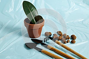 Small set of gardening tools with scattered ceramsite lying on a transparent blue film next to a potted house plant in clay pot photo