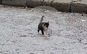 A small, several-month-old kitten walking on the street, in three colors: red, black and white