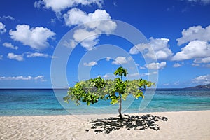Small shady tree at Magazine Beach on Grenada Island, Grenada
