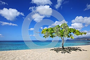 Small shady tree at Magazine Beach on Grenada Island, Grenada photo