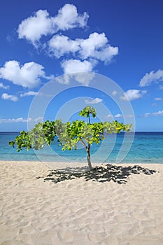 Small shady tree at Magazine Beach on Grenada Island, Grenada