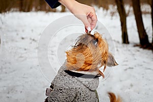 A small shaggy brown dog in the snow in winter and a woman`s hand giving food. Pet Brussels Griffon on a walk in the Park or