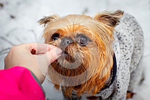 A small shaggy brown dog in the snow in winter and a woman`s hand giving food. Pet Brussels Griffon on a walk in the Park or