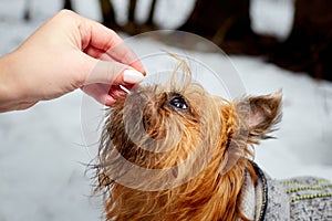 A small shaggy brown dog in the snow in winter and a woman`s hand giving food. Pet Brussels Griffon on a walk in the Park or
