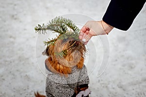 A small shaggy brown dog in the snow in winter and a woman`s hand giving with a green spruce branch. Pet Brussels Griffon on a