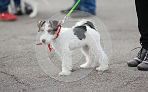 Il cane sul cinghia 