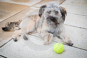 A small shaggy dog is lying on the floor, guarding a tennis ball.