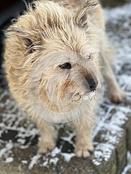 Small shaggy mongrel with light brown fur in winter