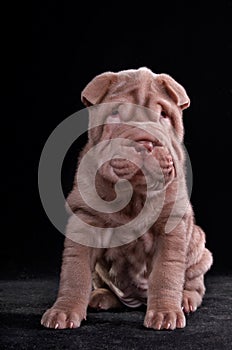 Small Shar-Pei Puppy photo