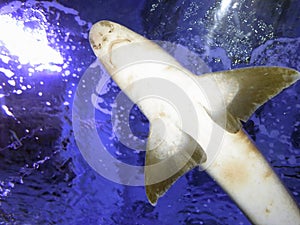 Small shark in the deep blue water from bottom