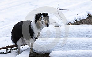 A small sheep dog hiding behind snowy snowballs