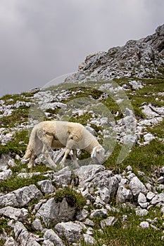 Small sheep pasturing near Triglav mountain