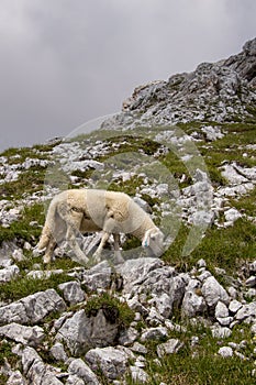Small sheep pasturing near Triglav mountain photo
