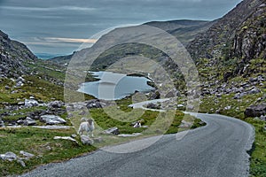 Small sheep stand by the road in the Gap of Dunloe, Ireland. Panoramic view of the Gap of Dunloe with two small sheep in the