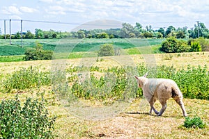 Small sheep walking in a field in Oakham, Rutland, England