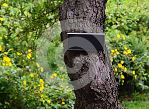 Small sheet attached to a tree