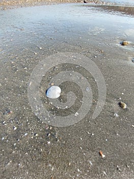 a small shell that defends against the rushing waves