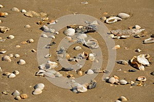 Small Shells in the Sand
