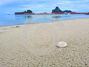 Small shells on the beach with beautiful sea views.