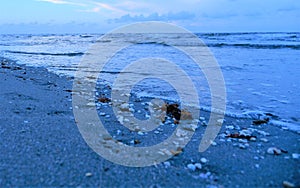 Small shells form a path along the tropical shoreline in South Florida