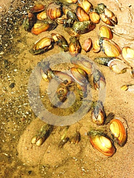 Small shells on lake, Lithuania